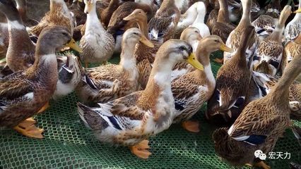 蛋鴨高效養殖管理技術要點