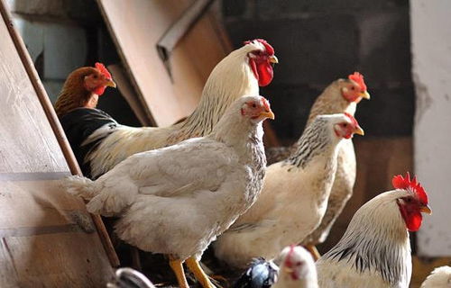 高溫來襲！最全面的雞場防暑降溫寶典，讓家禽安然度夏