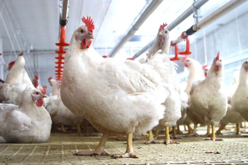 2021第二季度 中國家禽養(yǎng)殖的崎嶇復蘇之路