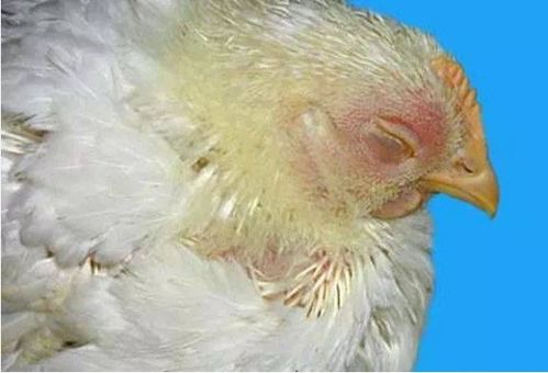 蛋雞呼吸道疾病綜合防治 預(yù)防與治療策略詳解