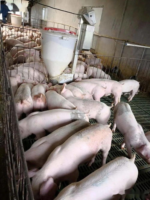 益生菌技術(shù)引領養(yǎng)豬新風尚 平果黃老板的綠色高效養(yǎng)殖實踐